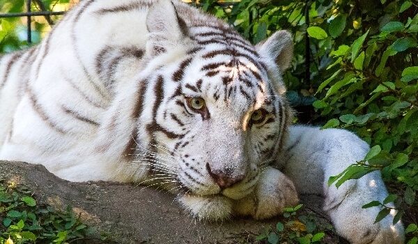 Photo: Animal white tiger