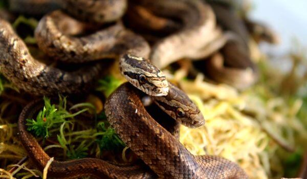 Photo: Small patterned snake