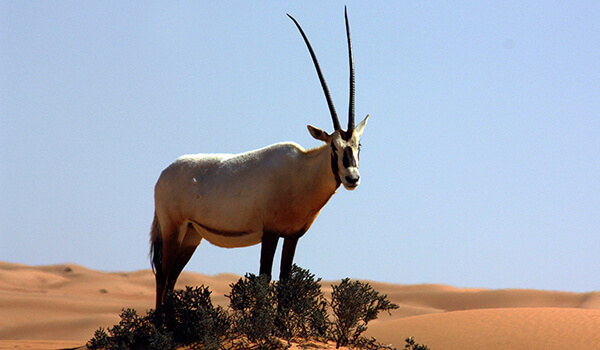 Photo: What an Arabian oryx looks like