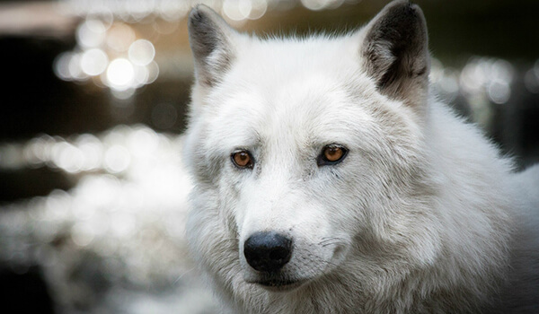 Photo: Polar wolf in the tundra