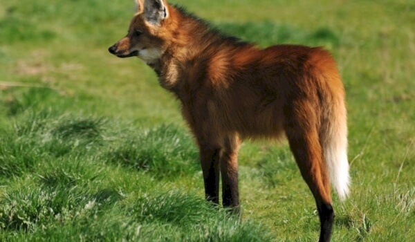 Maned Wolf Pictures
