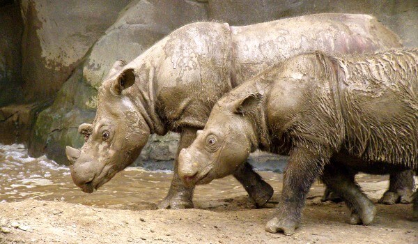 Photo: Pair of Sumatran Rhinos