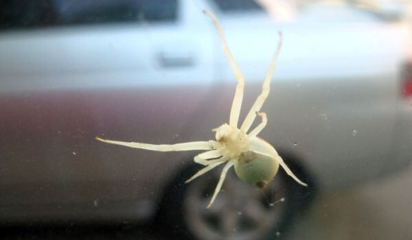 Photo: White Karakurt Spider