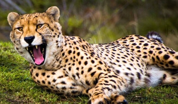 Foto: Zvířecí gepard