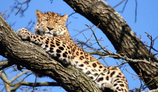 Foto: leopardo de Amur
