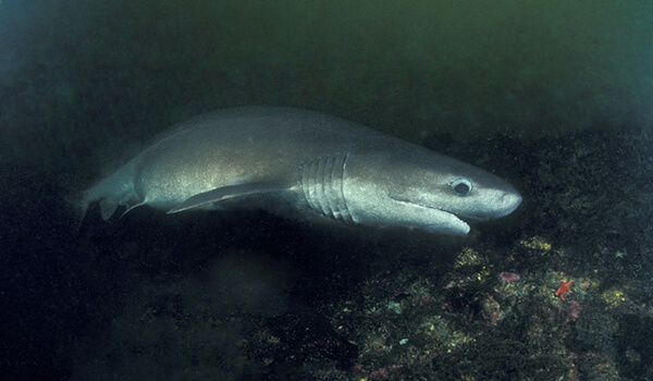 Photo: Sixgill Deep Sea Shark