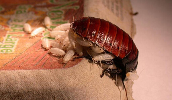 Photo: Madagascar cockroach cubs