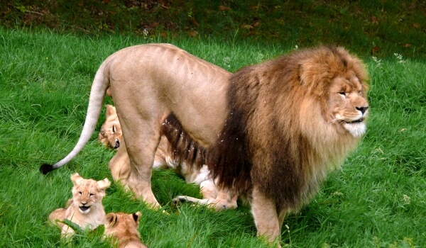 Foto: Cachorros de león asiático
