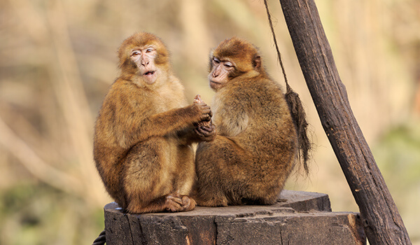 Foto: Magot macaques