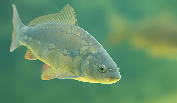 Photo: Mirror carp fish