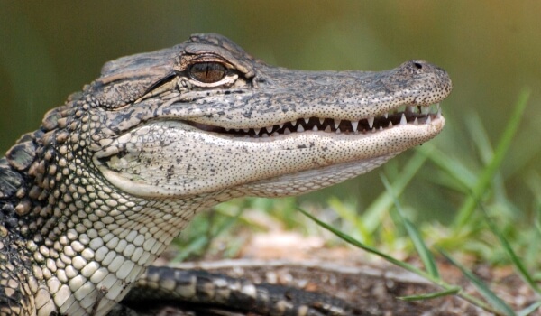 Photo: Dierlijke alligator
