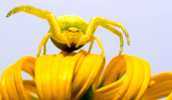 Photo: Dangerous Yellow Spider