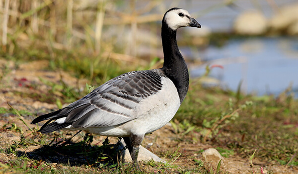 Photo: What a goose looks like
