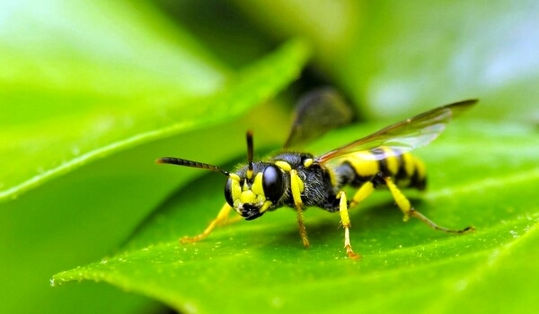Photo: Wasp animal