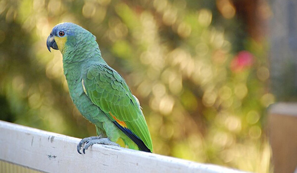 Photo: Amazon Parrot 