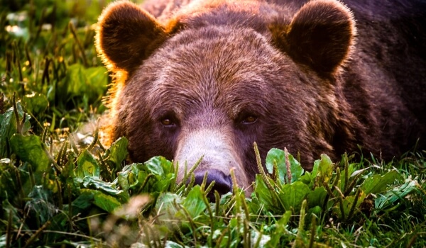 Foto: Dyr Grizzly Bear