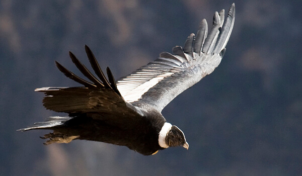 Foto: pássaro condor andino