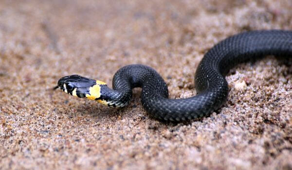 Foto: serpiente común