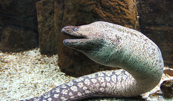  Photo: Moray eel looks like