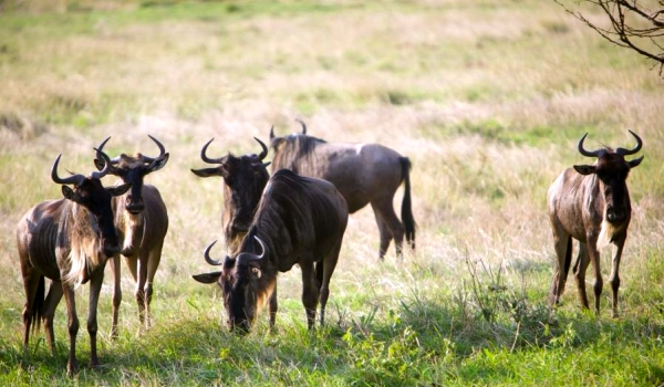 Foto: Wildebeest in de natuur