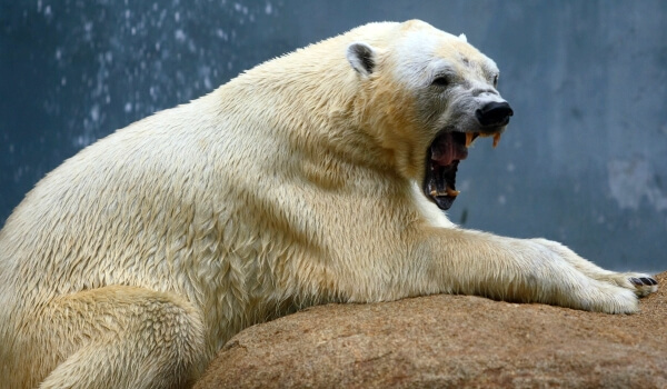 Photo: Giant polar bear