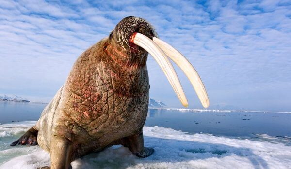 Photo: Atlantic walrus