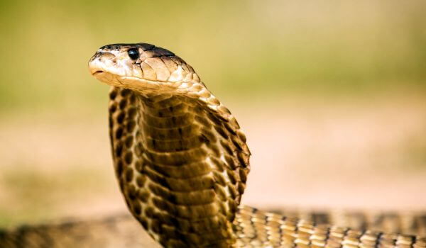  Photo: King cobra from the Red Book