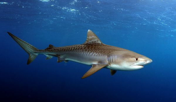 Photo: Tiger Shark
