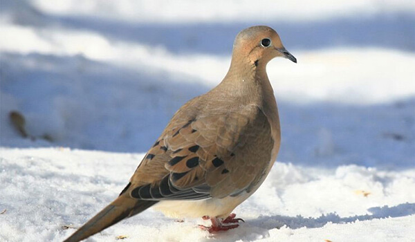 Photo: What a passenger pigeon looks like