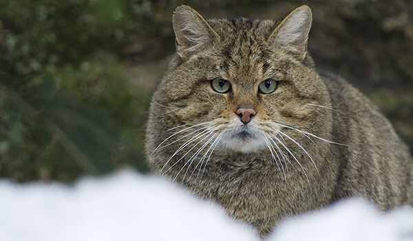 Photo: Amur forest cat in winter