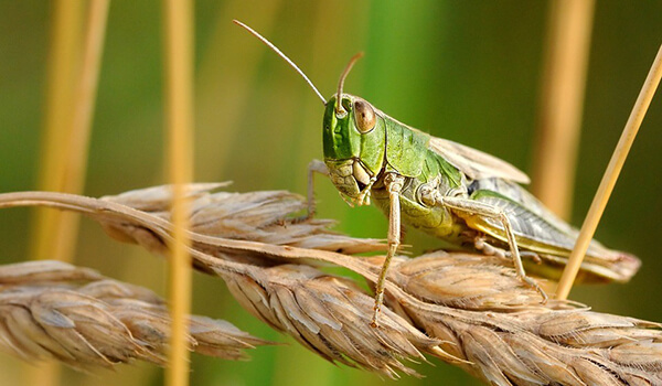 Photo: What Locusts Look Like
