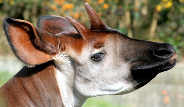 Photo: Okapi animal of Africa
