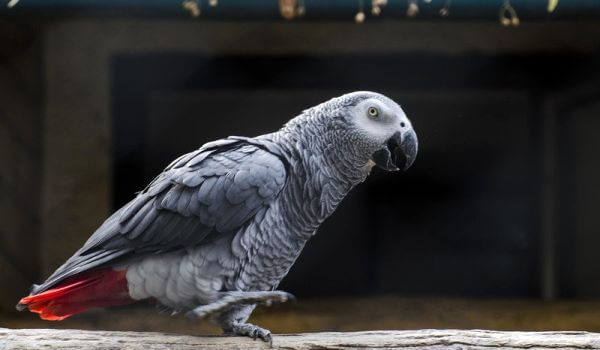 Foto: Grå papegoja