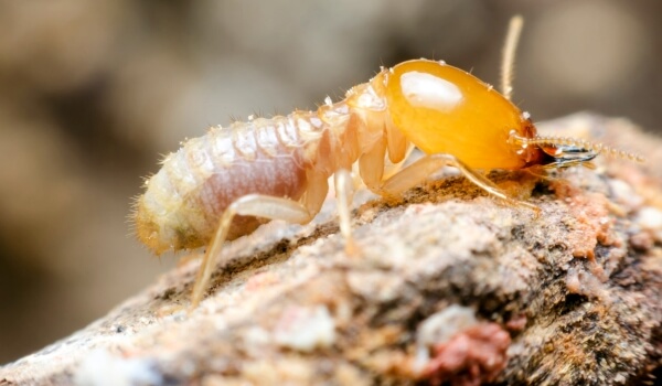 Photo: Termite