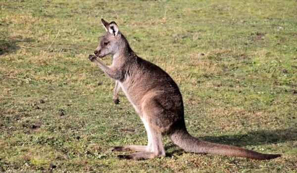 Photo: Giant Kangaroo Baby