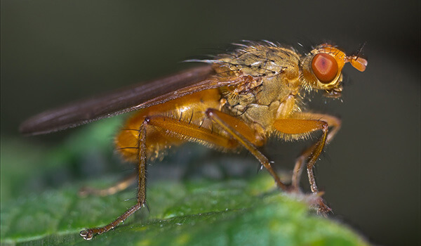 Photo: What a fruit fly looks like