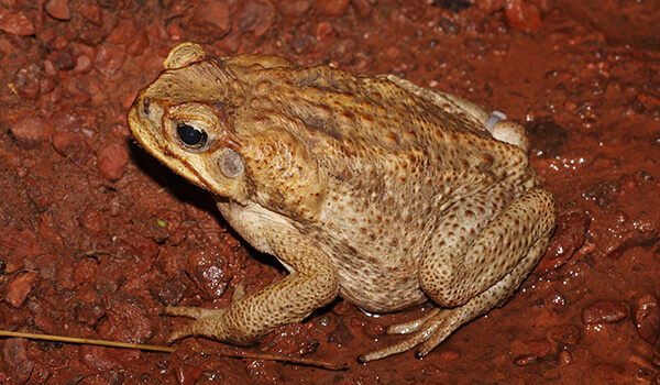 Photo: Dangerous toad huh