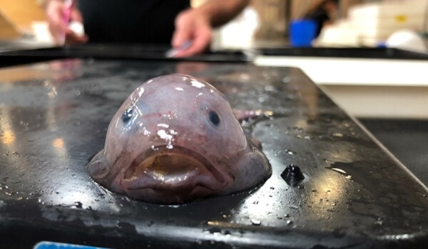 Photo: Sad Blobfish