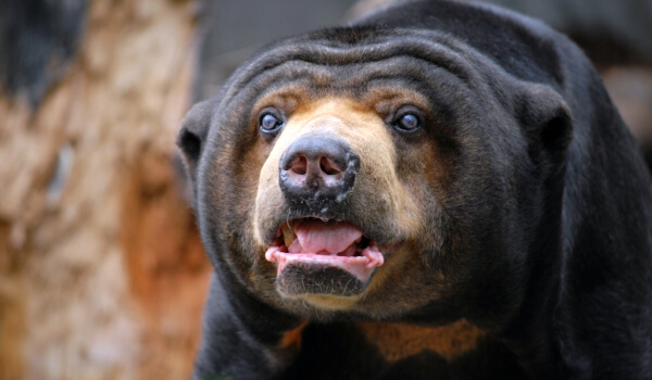 Foto: Medvědí pes