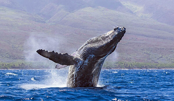 Foto: cómo se ve una ballena jorobada