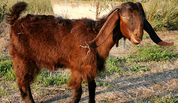 Photo: What a Damascus goat looks like