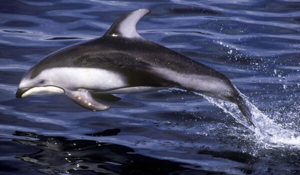 Photo: White-faced dolphin in the sea