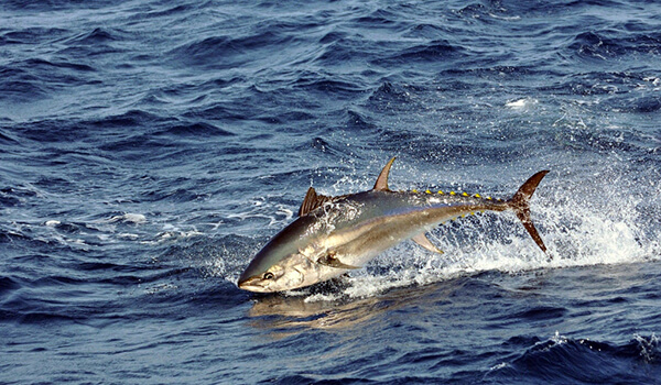 Photo : Tuna in the sea