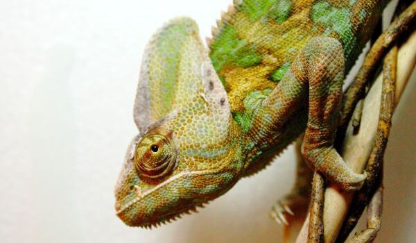 Photo: Red Book Yemen Chameleon