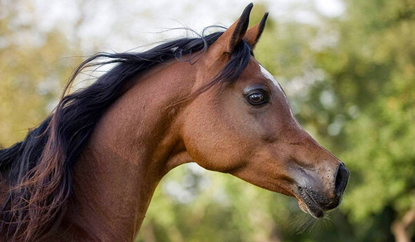 Foto : Cavalos da raça árabe