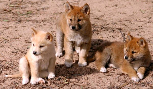 Foto: Dingo Puppies