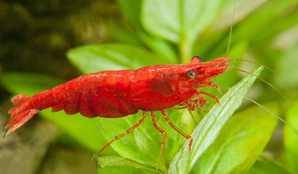 Photo: Large shrimp