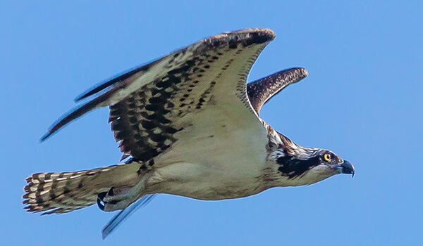 Foto: águila pescadora