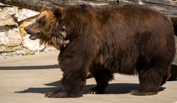 Brown Bear Guard