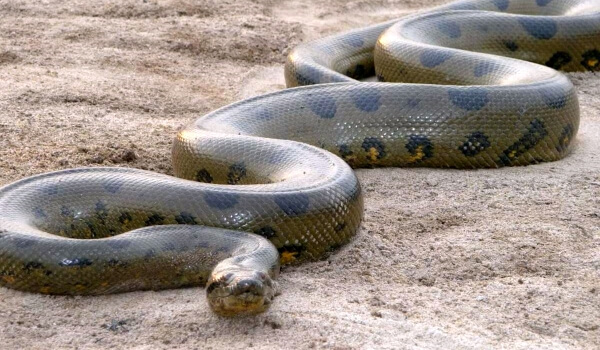Photo: Anaconda snake